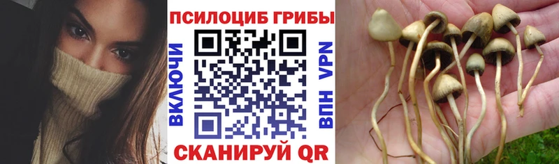 Псилоцибиновые грибы GOLDEN TEACHER  Горбатов 
